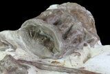 Xiphactinus (Cretaceous Fish) Bones in Chalk- Kansas #64172-1